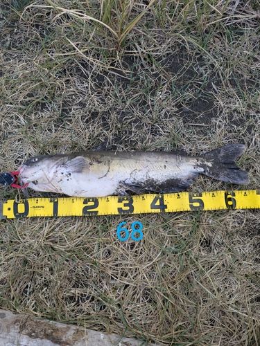 アメリカナマズの釣果