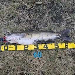 アメリカナマズ