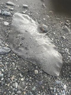 ツバクロエイの釣果