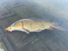 コイの釣果