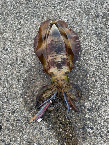 アオリイカの釣果
