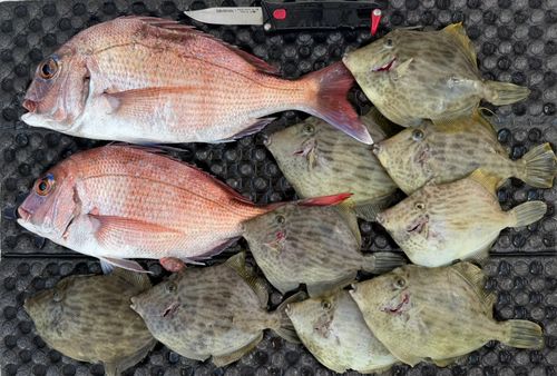 カワハギの釣果