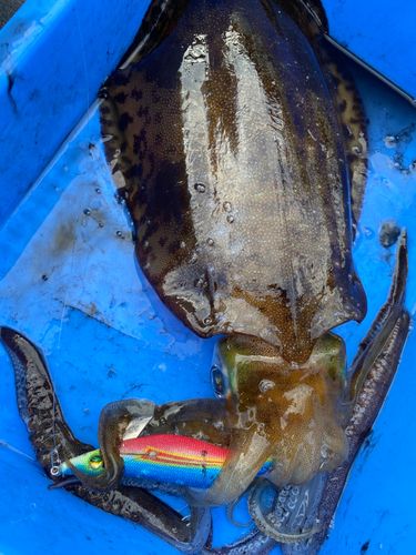 アオリイカの釣果