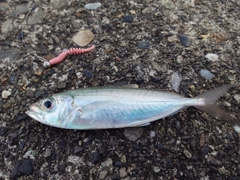 アオアジの釣果