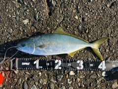 フクラギの釣果