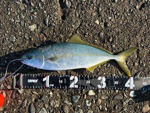 フクラギの釣果