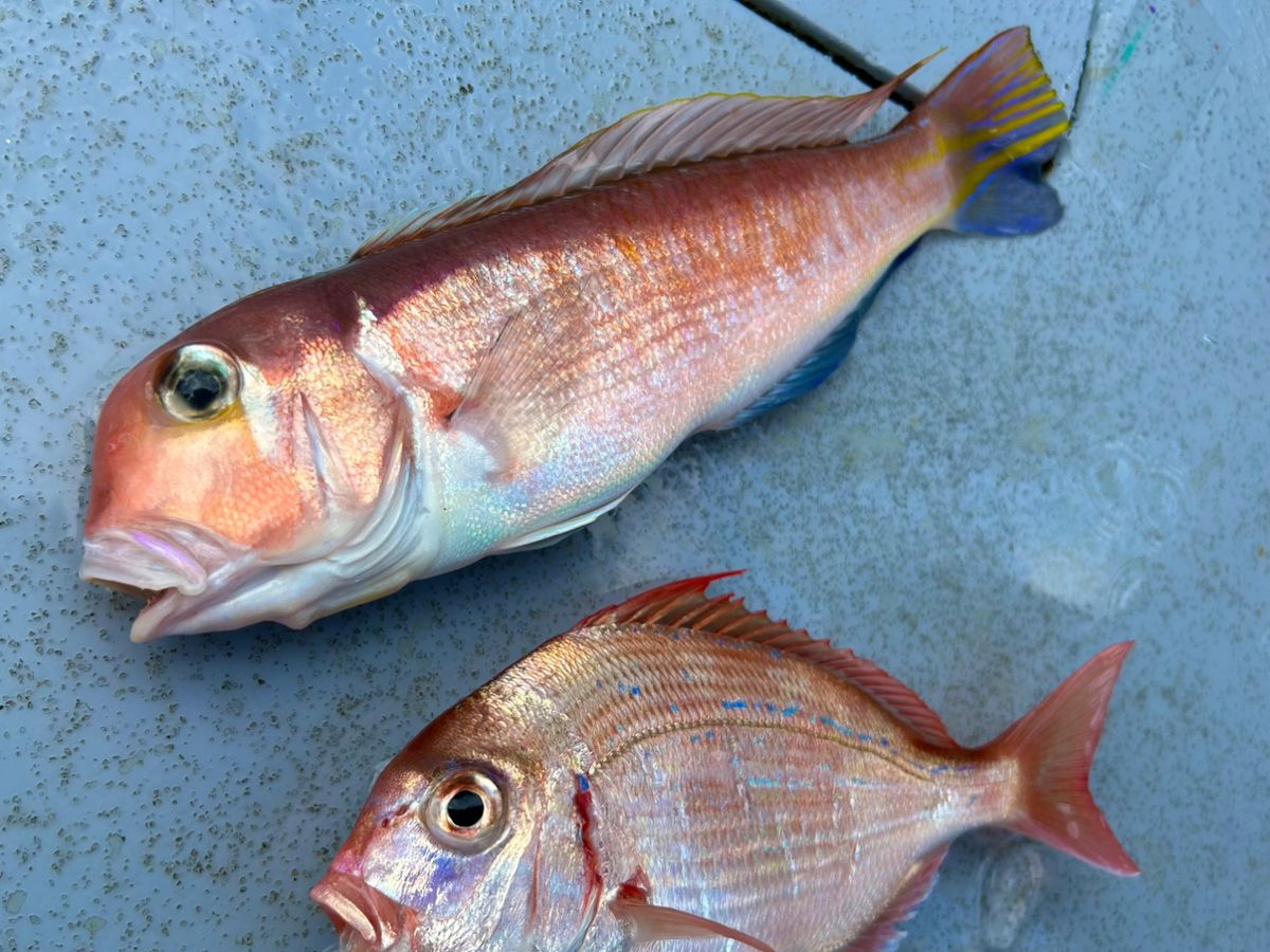 じょにー(仮)さんの釣果 1枚目の画像