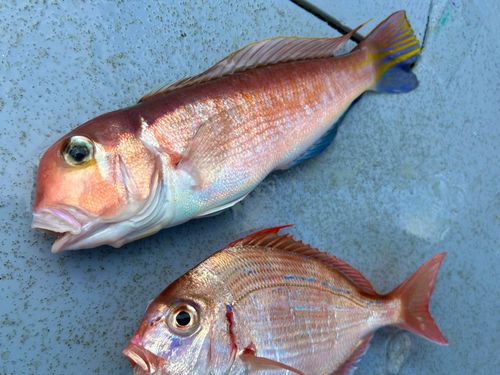 アカアマダイの釣果