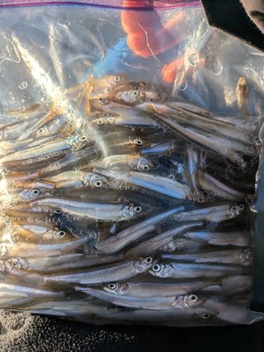 ワカサギの釣果