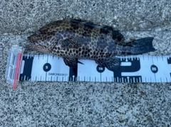 オオモンハタの釣果