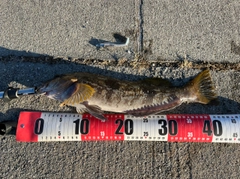 アブラコの釣果