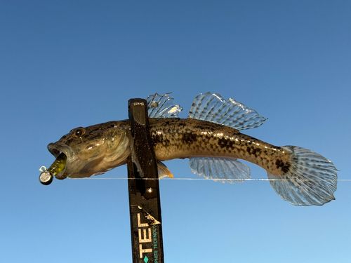 ウロハゼの釣果