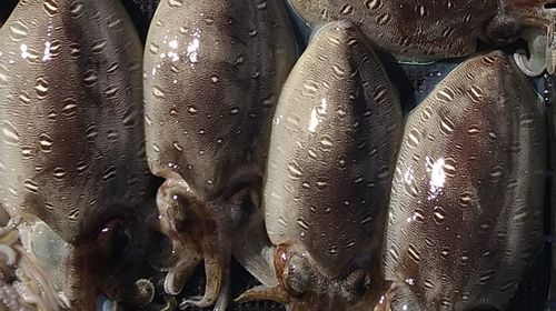 モンゴウイカの釣果