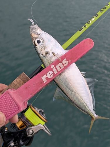 アオアジの釣果