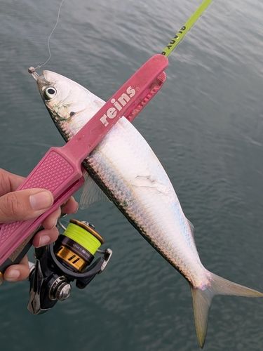 カタボシイワシの釣果