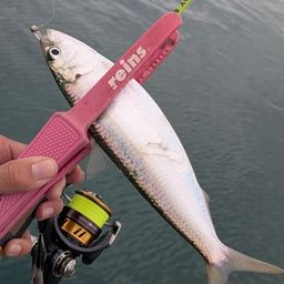 カタボシイワシ