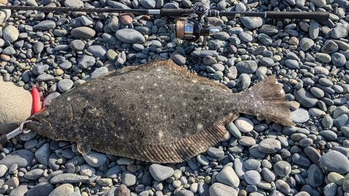 ヒラメの釣果