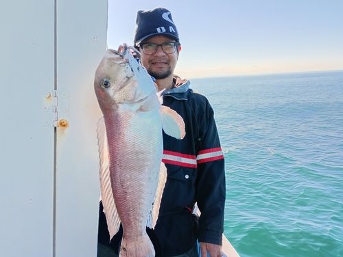アマダイの釣果