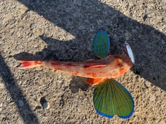 ホウボウの釣果