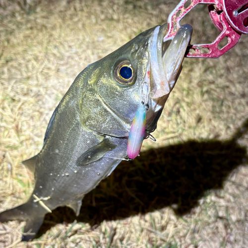 セイゴ（マルスズキ）の釣果