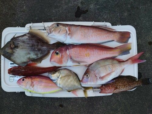 シロアマダイの釣果