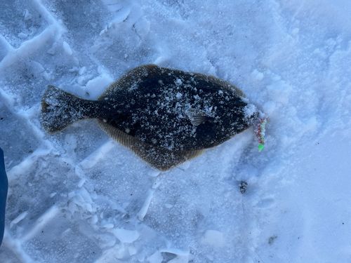 イシガレイの釣果