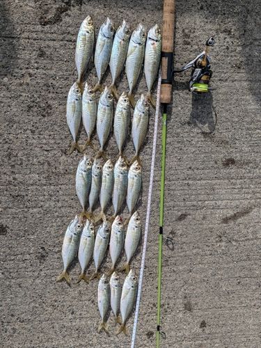 マアジの釣果