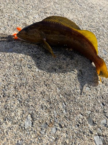 アイナメの釣果