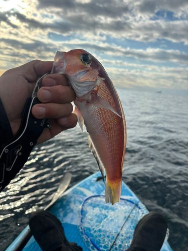 アカアマダイの釣果