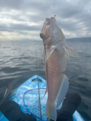 アカアマダイの釣果