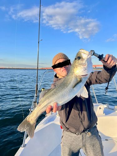 フッコ（タイリクスズキ）の釣果