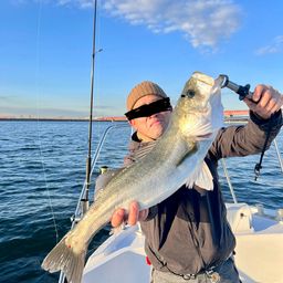 フッコ（タイリクスズキ）