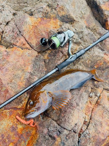 アイナメの釣果