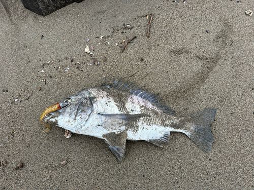 由良川河口（京都）