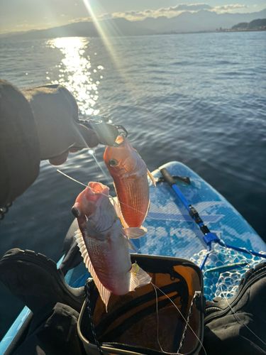 アカアマダイの釣果