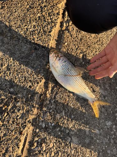 コノシロの釣果