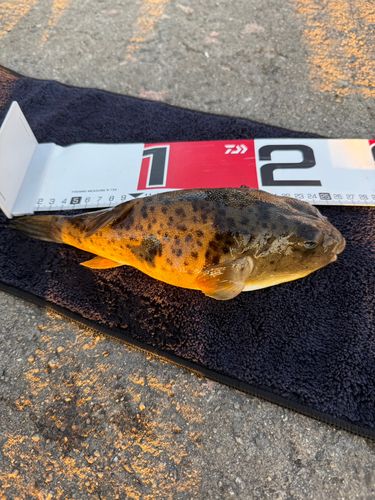 ヒガンフグの釣果