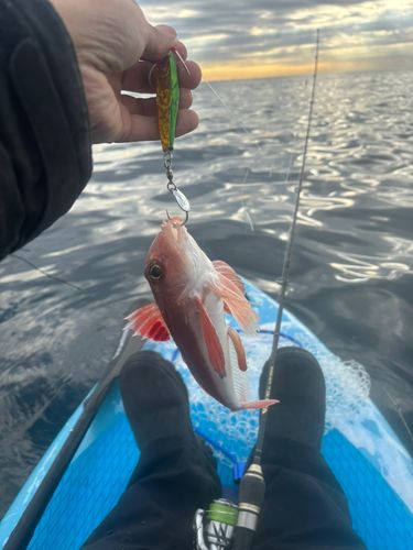 カナガシラの釣果