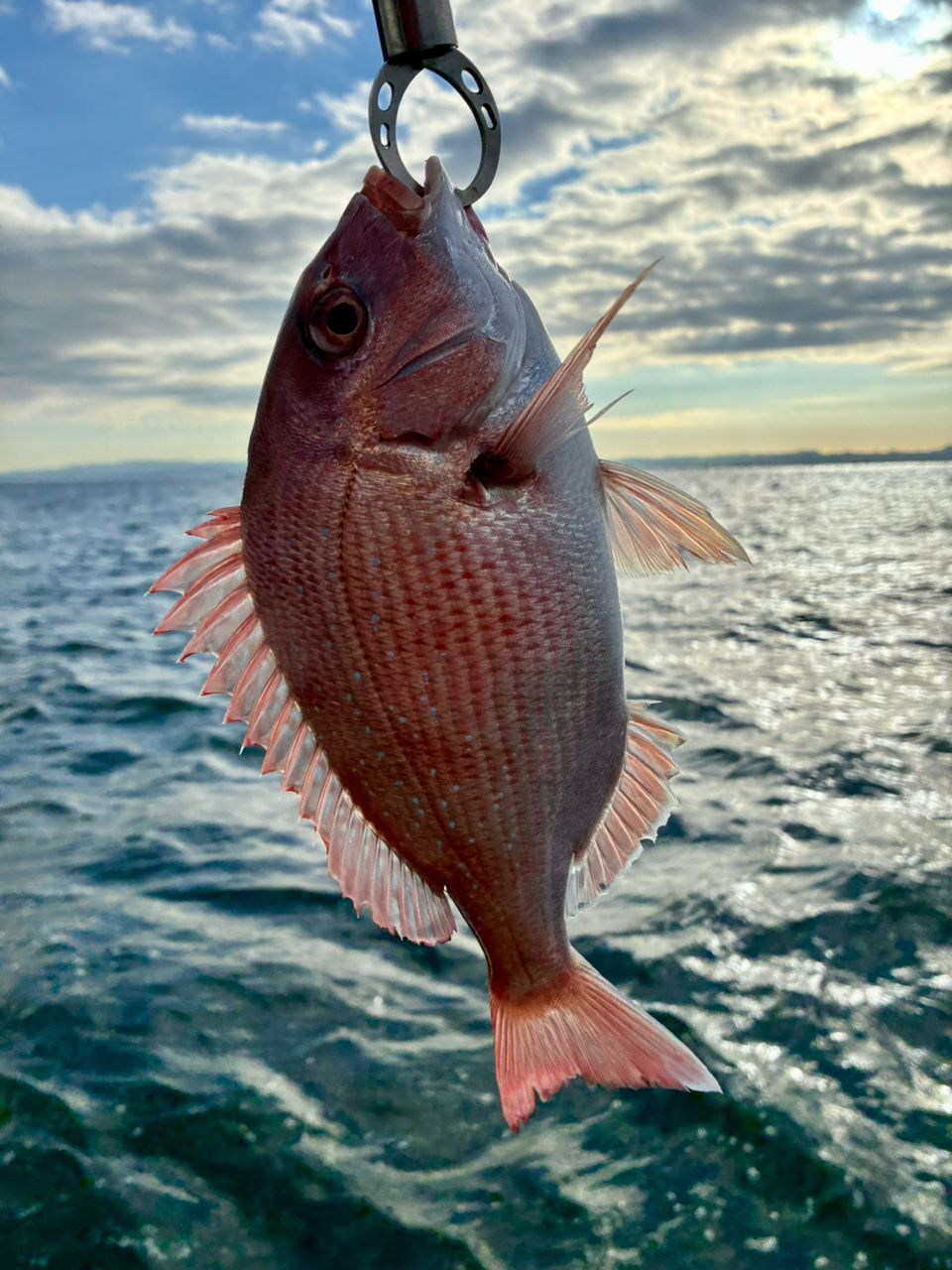 わじゅけんさんの釣果 1枚目の画像