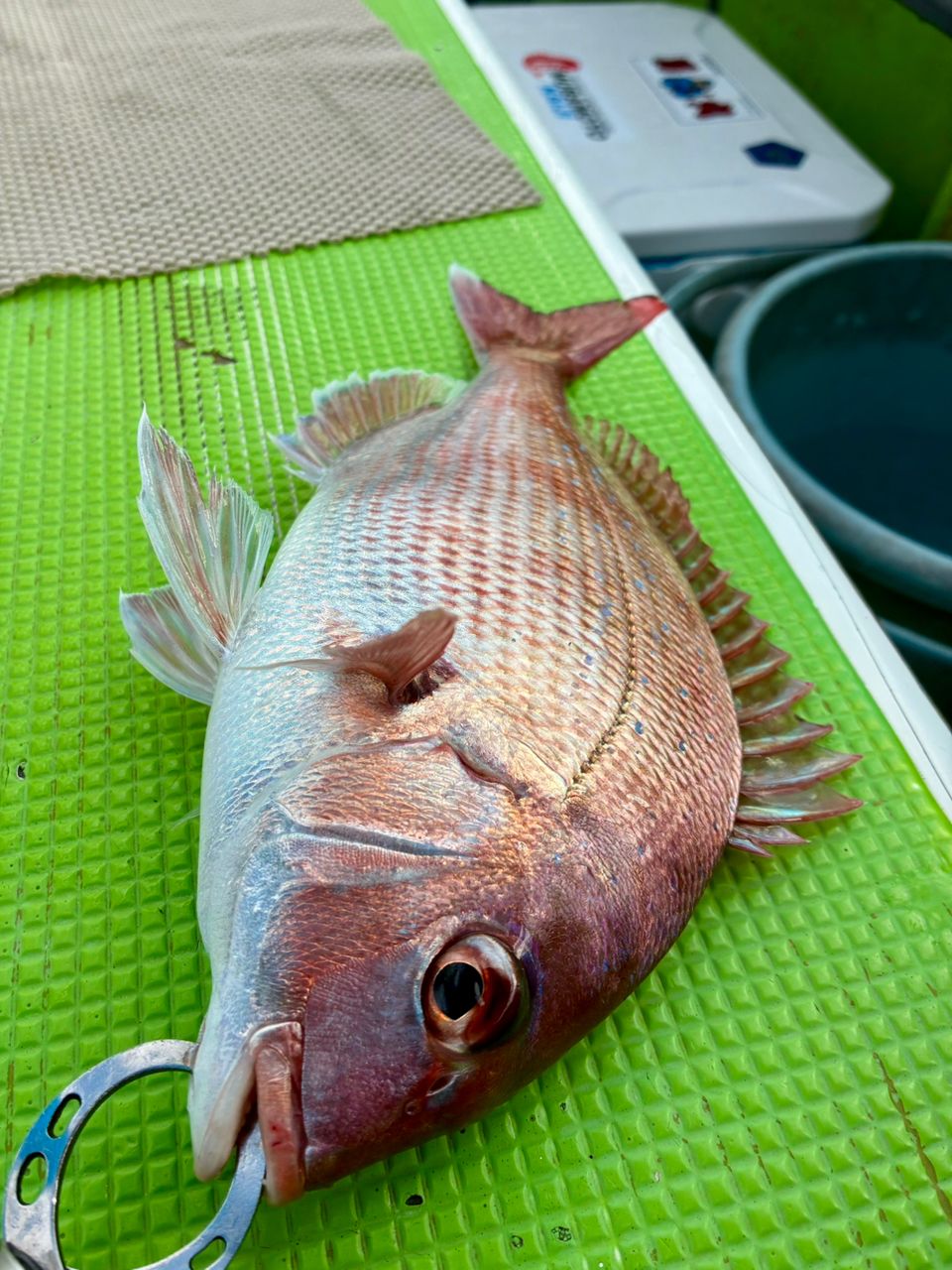 わじゅけんさんの釣果 2枚目の画像