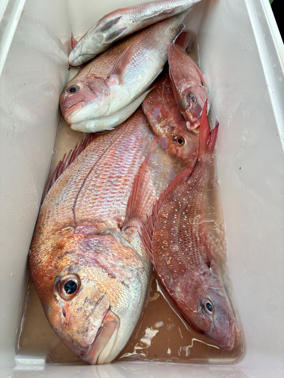 わじゅけんさんの釣果 3枚目の画像