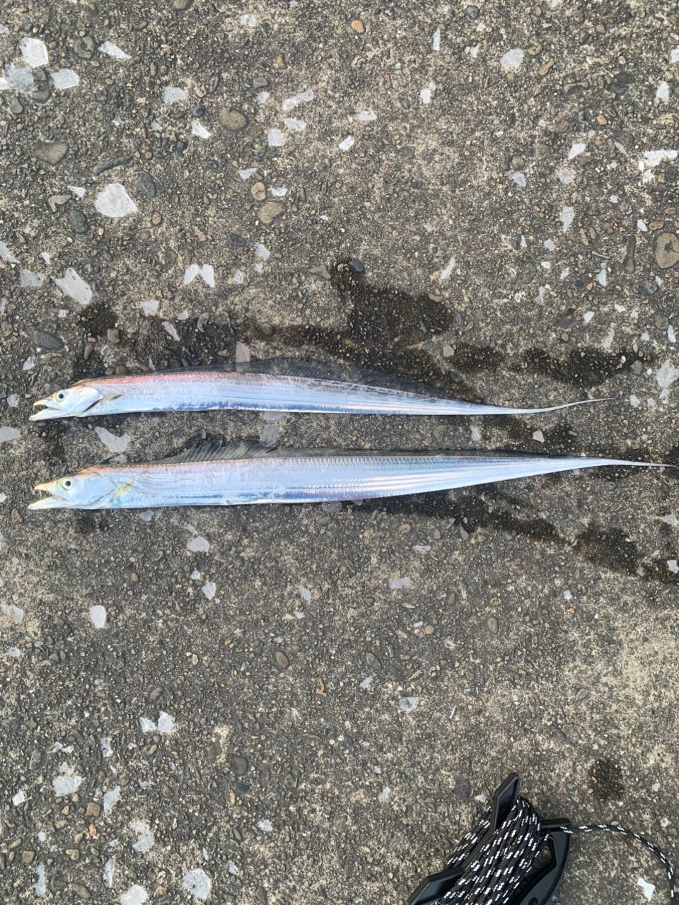 DAIWA 18ルアーニスト 86Mの最安値・インプレ・釣果 | 本音の口コミが