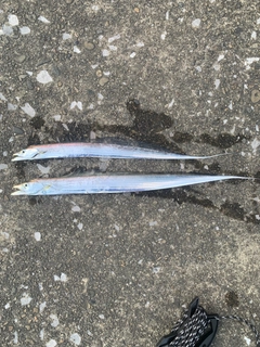 タチウオの釣果