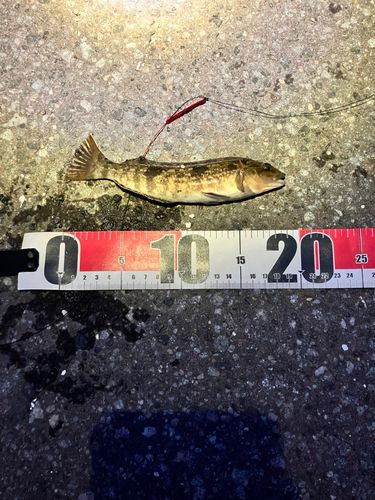 アブラコの釣果