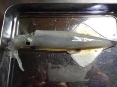 ヤリイカの釣果