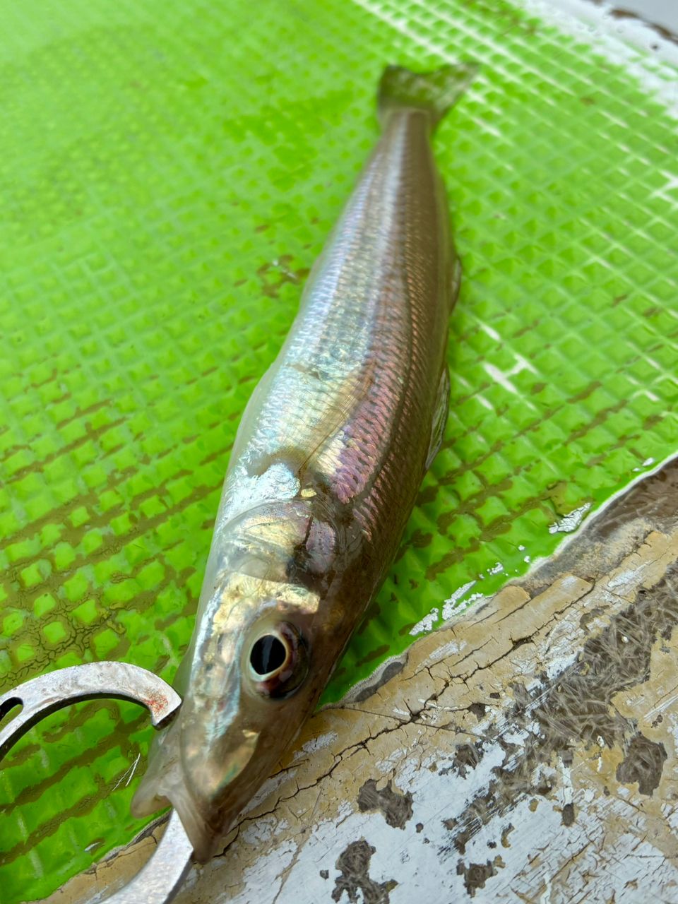 わじゅけんさんの釣果 2枚目の画像