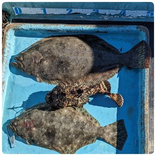 ヒラメの釣果