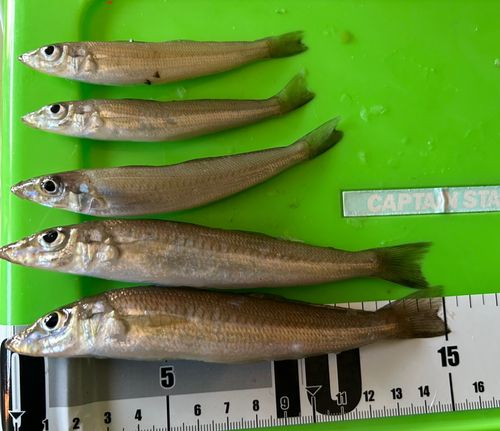 シロギスの釣果