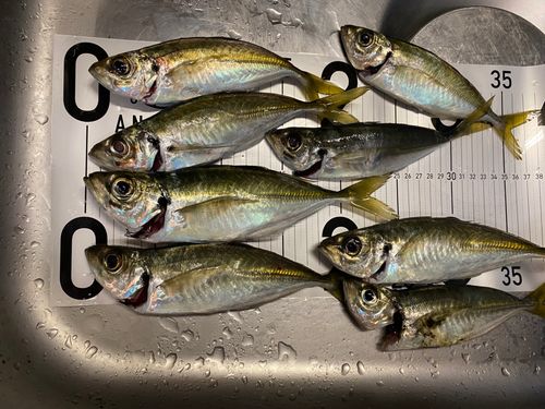アジの釣果