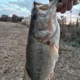 ラージマウスバス